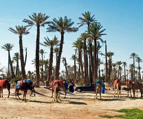 Marrakech Palm Grove La Palmeraie camel ride day trip